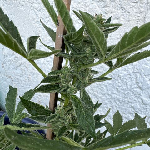 Purple Haze Automatic growlog timeline photo