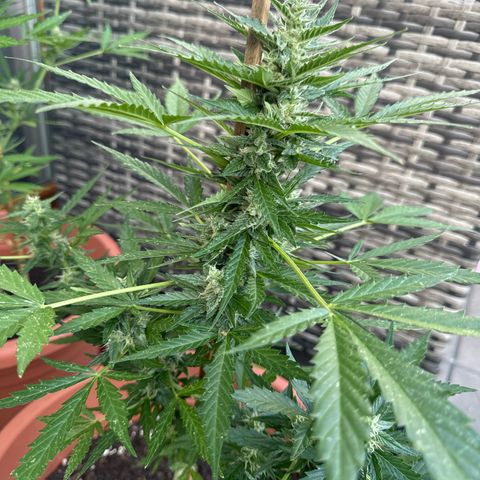 Purple Haze Automatic growlog timeline photo