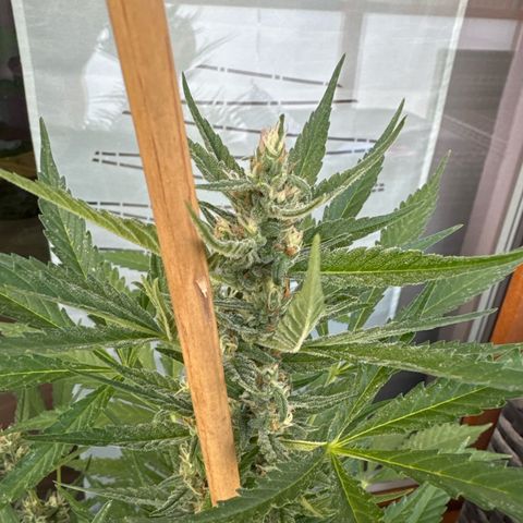 Purple Haze Automatic growlog timeline photo