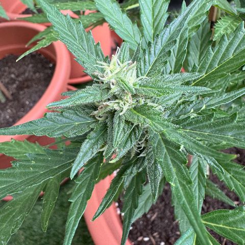Purple Haze Automatic growlog timeline photo