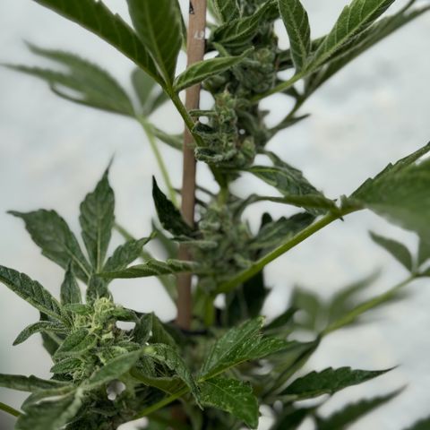 Purple Haze Automatic growlog timeline photo
