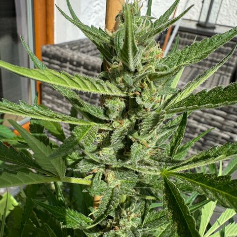 Purple Haze Automatic growlog timeline photo