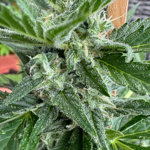 Purple Haze Automatic growlog timeline photo