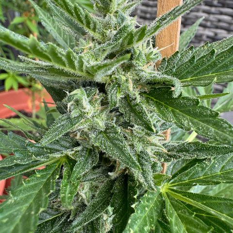 Purple Haze Automatic growlog timeline photo