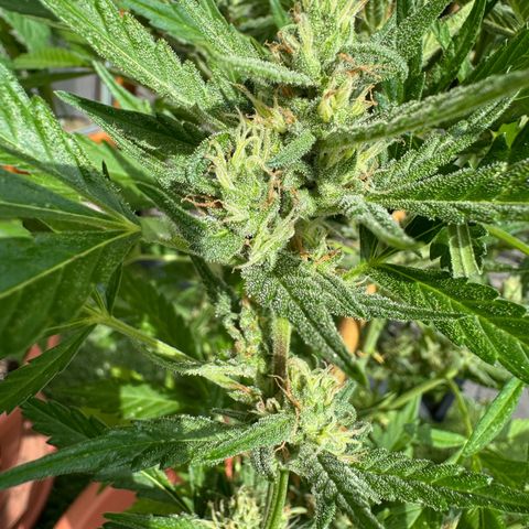 Purple Haze Automatic growlog timeline photo