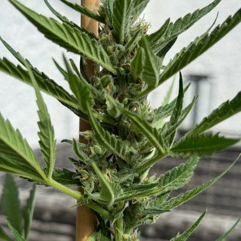 Purple Haze Automatic growlog timeline photo