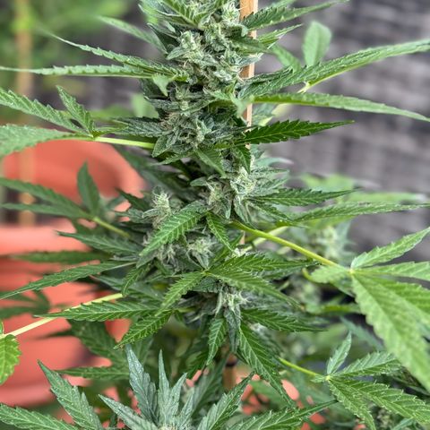 Purple Haze Automatic growlog timeline photo