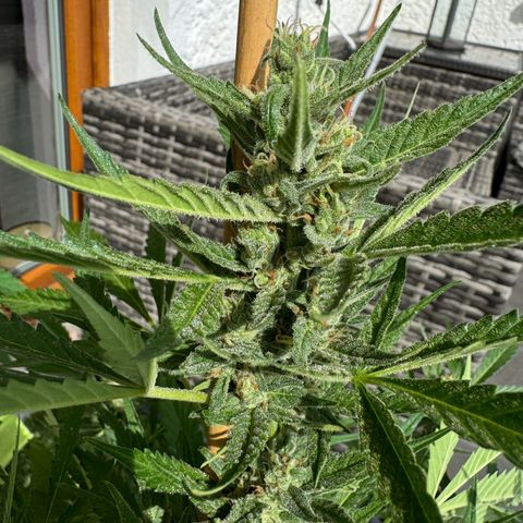 Purple Haze Automatic growlog timeline photo