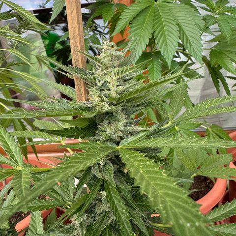Purple Haze Automatic growlog timeline photo