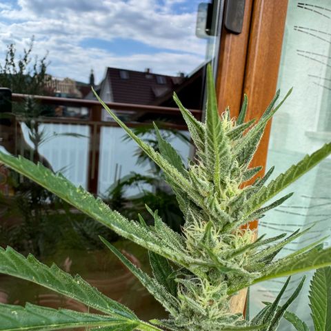 Purple Haze Automatic growlog timeline photo