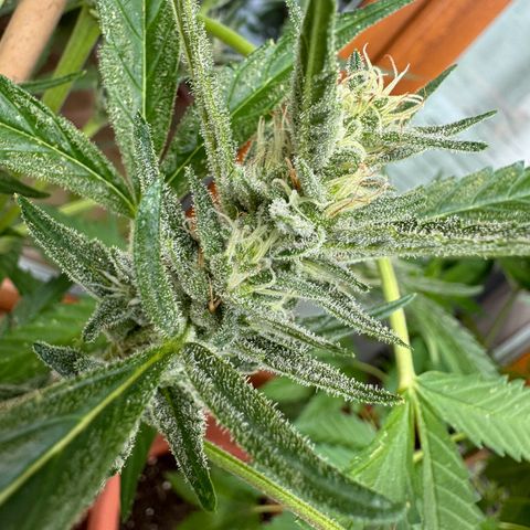 Purple Haze Automatic growlog timeline photo