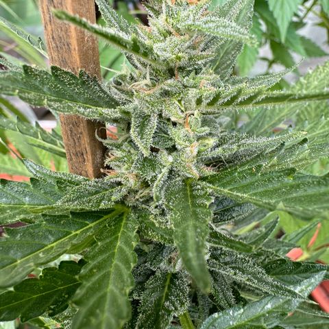 Purple Haze Automatic growlog timeline photo