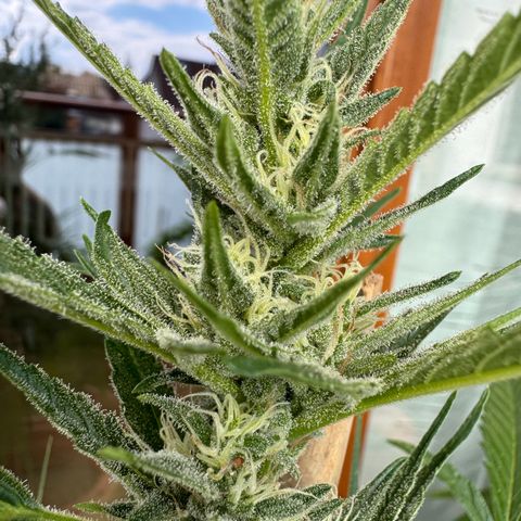 Purple Haze Automatic growlog timeline photo