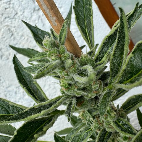 Purple Haze Automatic growlog timeline photo