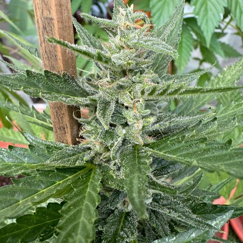 Purple Haze Automatic growlog timeline photo