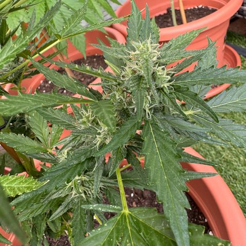 Purple Haze Automatic growlog timeline photo