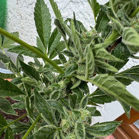 Purple Haze Automatic growlog timeline photo