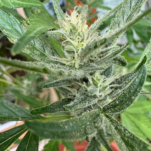 Purple Haze Automatic growlog timeline photo