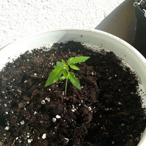 N.L. growlog timeline photo