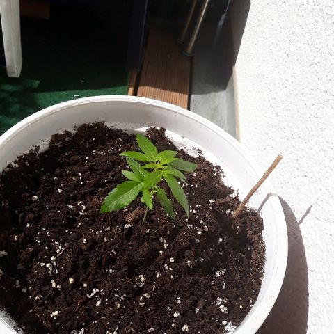 N.L. growlog timeline photo