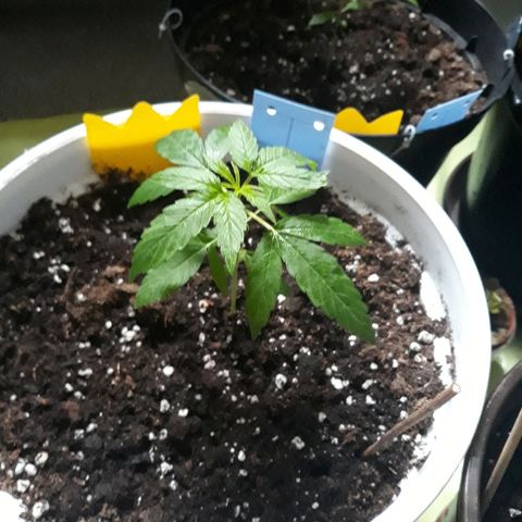 N.L. growlog timeline photo