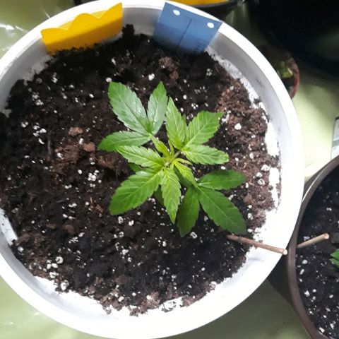 N.L. growlog timeline photo