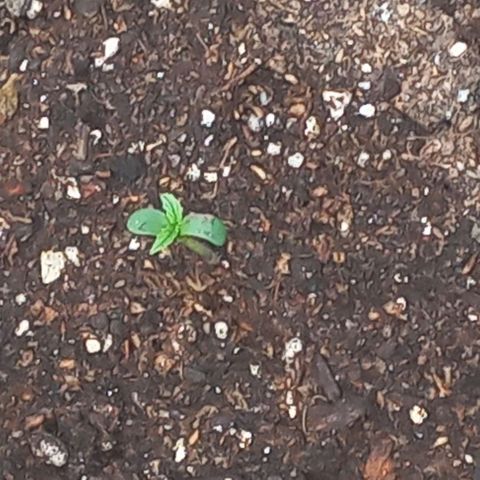 Auto Og Kush SE+ growlog photo: primer día en tierra