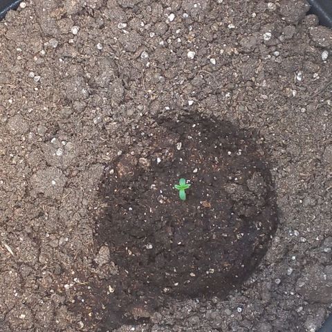 Auto Og Kush SE+ growlog photo: primer día en tierra