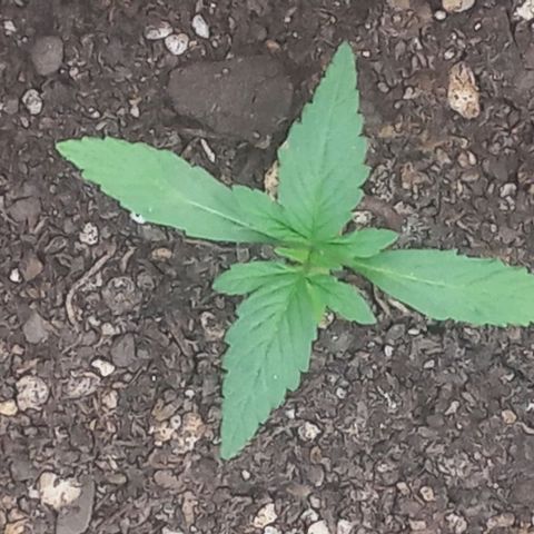 Auto Og Kush SE+ growlog timeline photo