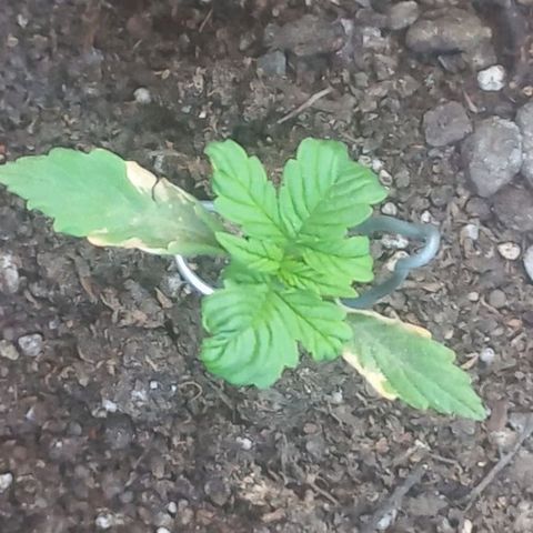 Auto Og Kush SE+ growlog timeline photo