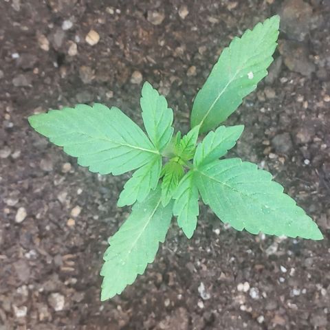 Auto Og Kush SE+ growlog timeline photo