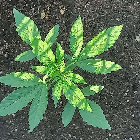 Auto Og Kush SE+ growlog timeline photo