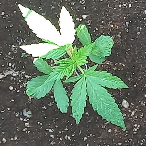 Auto Og Kush SE+ growlog timeline photo