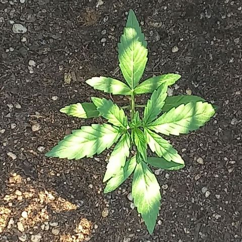Auto Og Kush SE+ growlog timeline photo