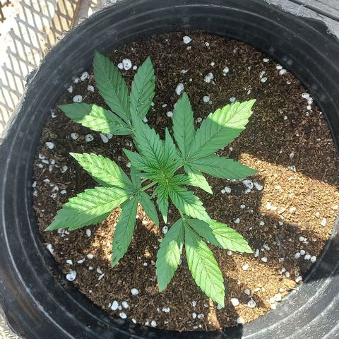 Auto Og Kush SE+ growlog timeline photo
