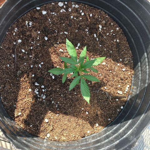 Auto Og Kush SE+ growlog timeline photo