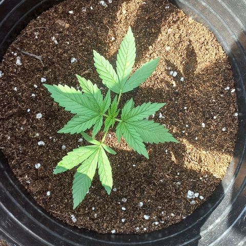Auto Og Kush SE+ growlog timeline photo