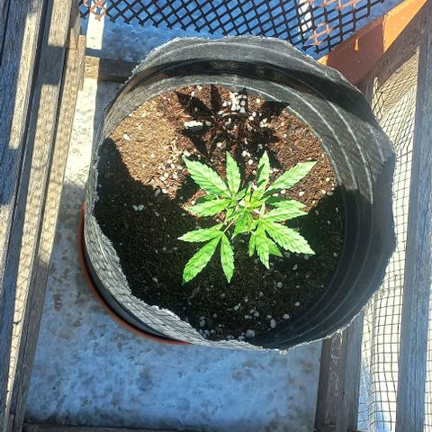 Auto Og Kush SE+ growlog timeline photo