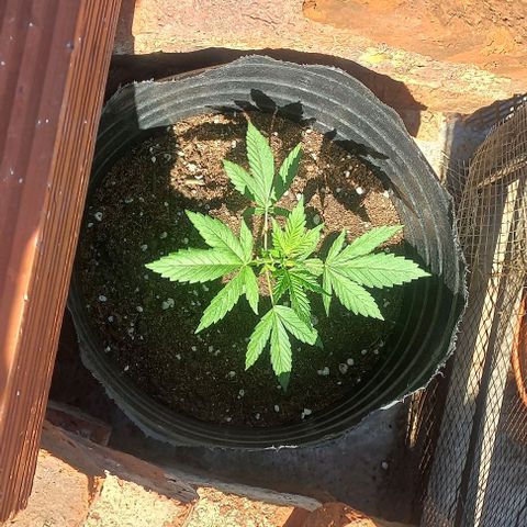Auto Og Kush SE+ growlog timeline photo
