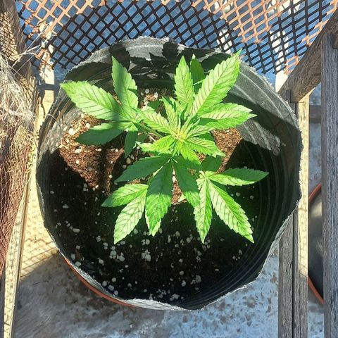 Auto Og Kush SE+ growlog timeline photo