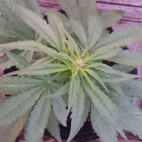 Auto Og Kush SE+ growlog timeline photo