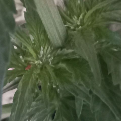 Auto Og Kush SE+ growlog timeline photo