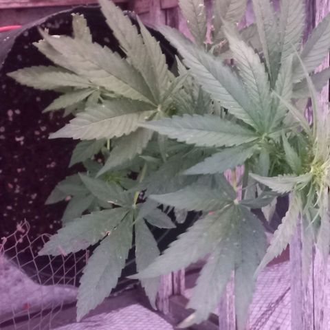 Auto Og Kush SE+ growlog timeline photo
