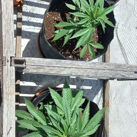Auto Og Kush SE+ growlog timeline photo