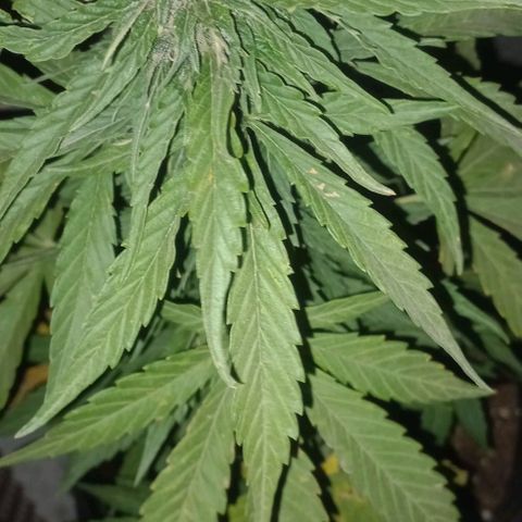 Auto Og Kush SE+ growlog timeline photo