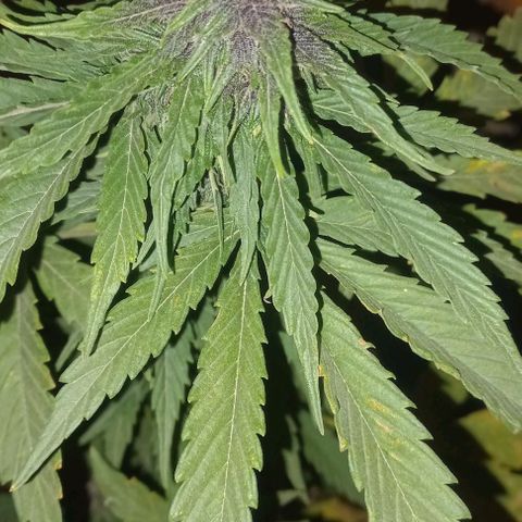 Auto Og Kush SE+ growlog timeline photo