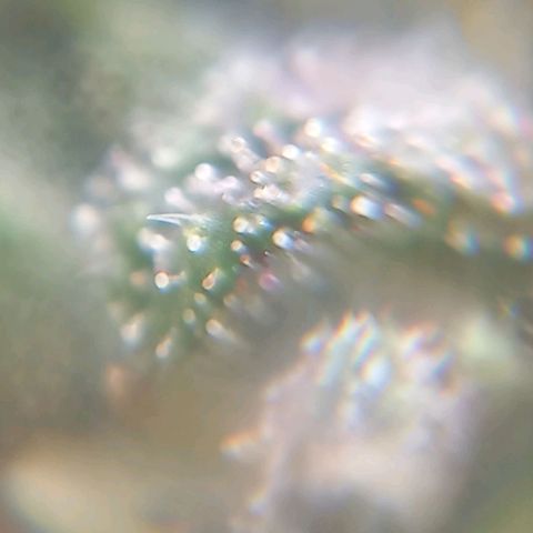 Auto Og Kush SE+ growlog timeline photo