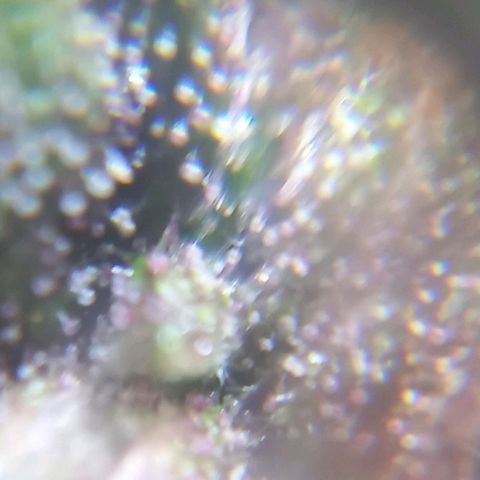 Auto Og Kush SE+ growlog timeline photo