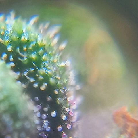 Auto Og Kush SE+ growlog timeline photo