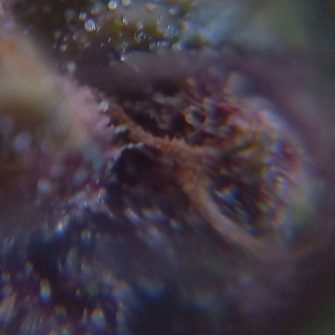 Auto Og Kush SE+ growlog timeline photo
